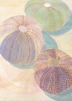 Sea Urchins, gouache, 14 1/8 x 10 1/4", 2014