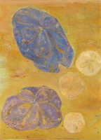 Sand Dollars and Sea Biscuits, gouache	14 1/8 x 10 1/4", 2014