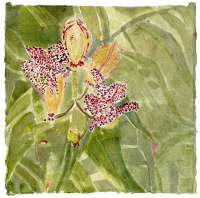 Heather Garden IX, watercolor, 8 1/2 x 8 1/2", 2017