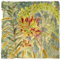 Heather Garden V, watercolor, 8 1/2 x 8 1/2", 2017